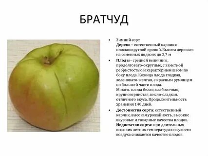 Яблоня брату