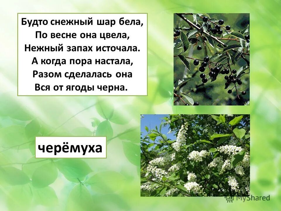 Будто ы. Будто ы
