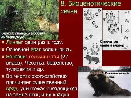 Енотовидная собака развитие с метаморфозом