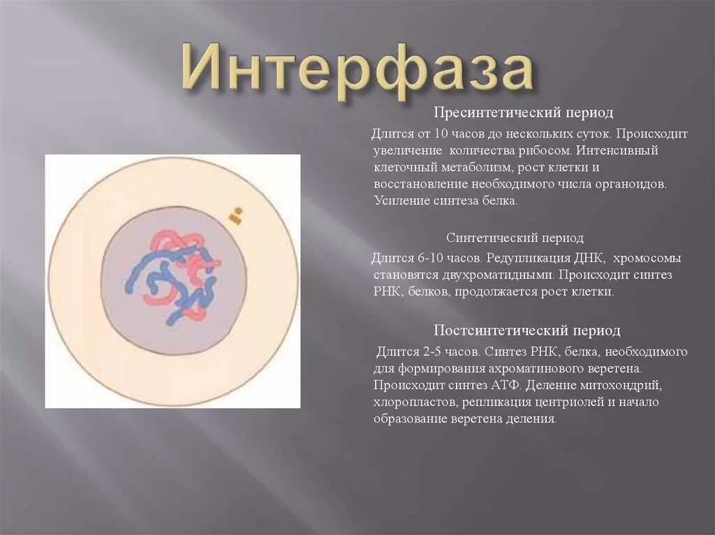 3 этапа интерфазы. Интерфаза интеркинез. Кариокинез интерфаза. Интерфаза предсинтетический. Пресинтетический период интерфазы.