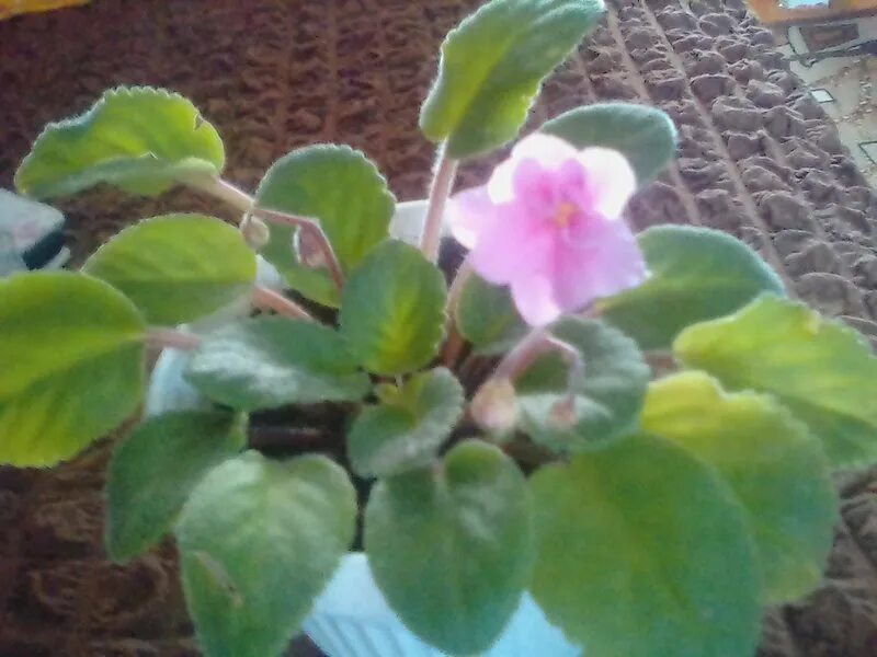 Сорт фиалки белая камелия. Определить фиалку. Как определить сорт фиалки. Определить фиалку. Фиалка сорт hallensorbet.