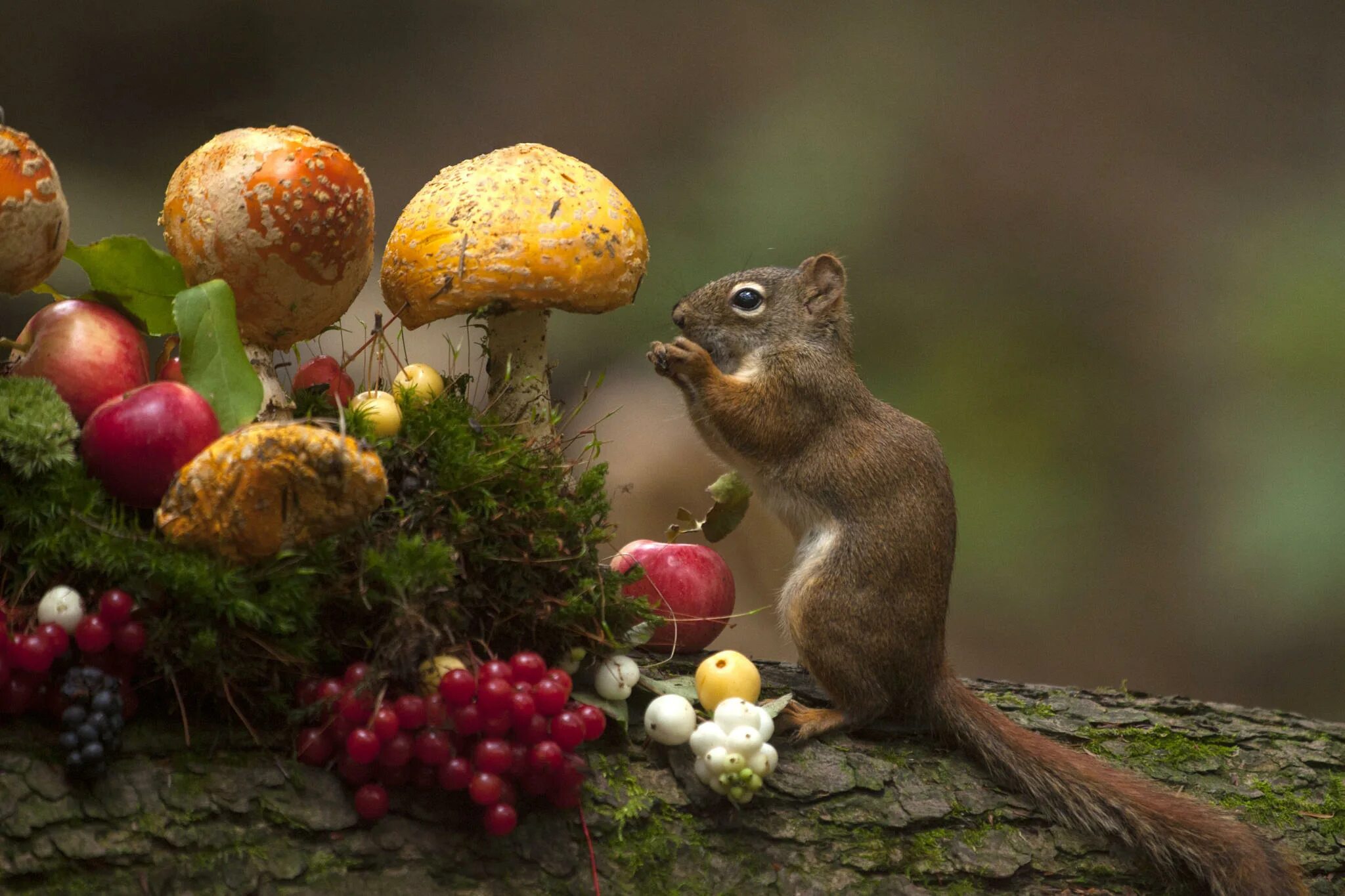 Белки шишки орехи. Осень животные. Осень грибы. Грибы ягоды орехи. Осенние ягоды в лесу.