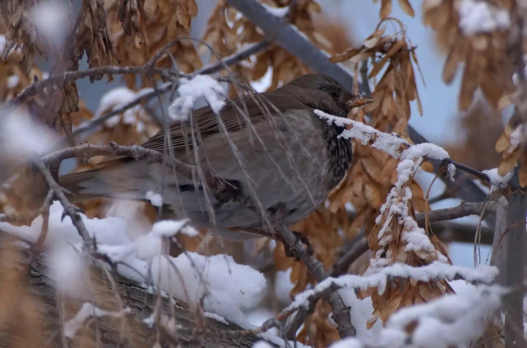 снегирь в забайкалье. зимующие птицы красноярска. зимующие птицы хакасии красные. птицы южного урала лазоревка. птицы юга красноярского края.