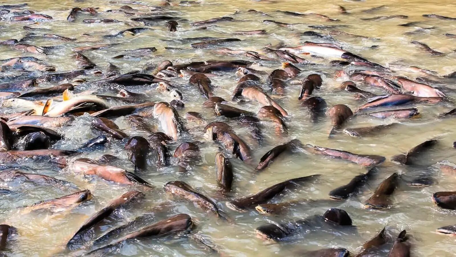 Рыба которая живет в мутной воде. Аквакультура вьетнам пангасиус. рыба из вьетнама пангасиус. тилапия ферма.