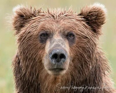 Bear face