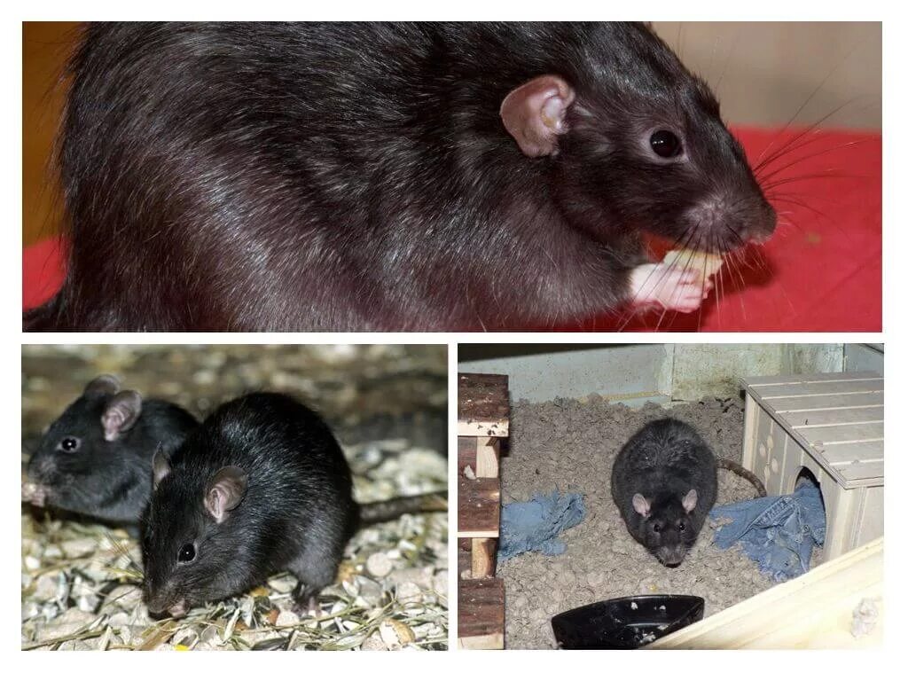 Сонник черных крысы. Черная крыса. Чёрное животное похожее на крысу. Грызун черный похож на крысу. Дикая и домашняя крыса.