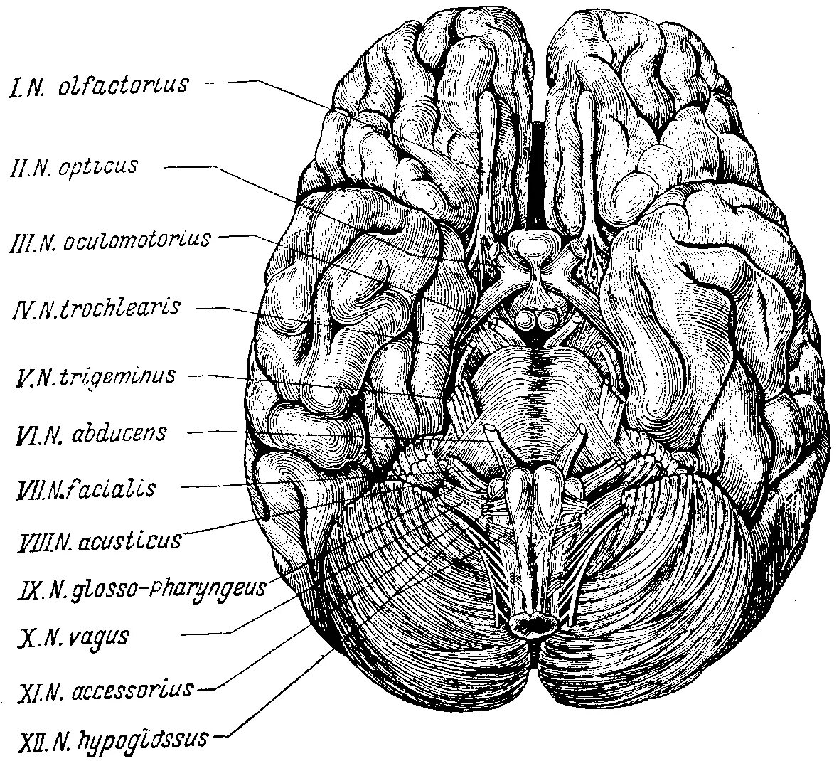 2 поверхности головного мозга. Основание головного мозга и выход Корешков черепных нервов. Черепные нервы на основании мозга. Основание головного мозга и места выхода Корешков черепных нервов. Основание головного мозга с корешками черепных нервов.