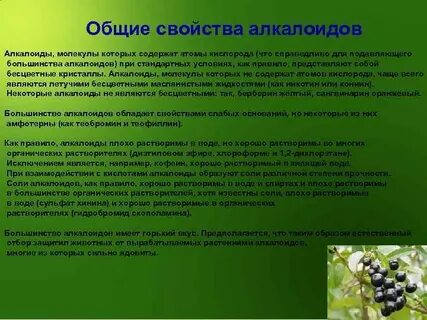 Алкалоид в чайных листьях 4