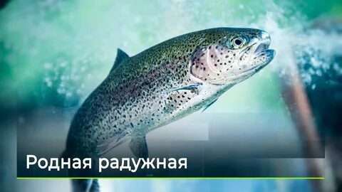 Форель пресная