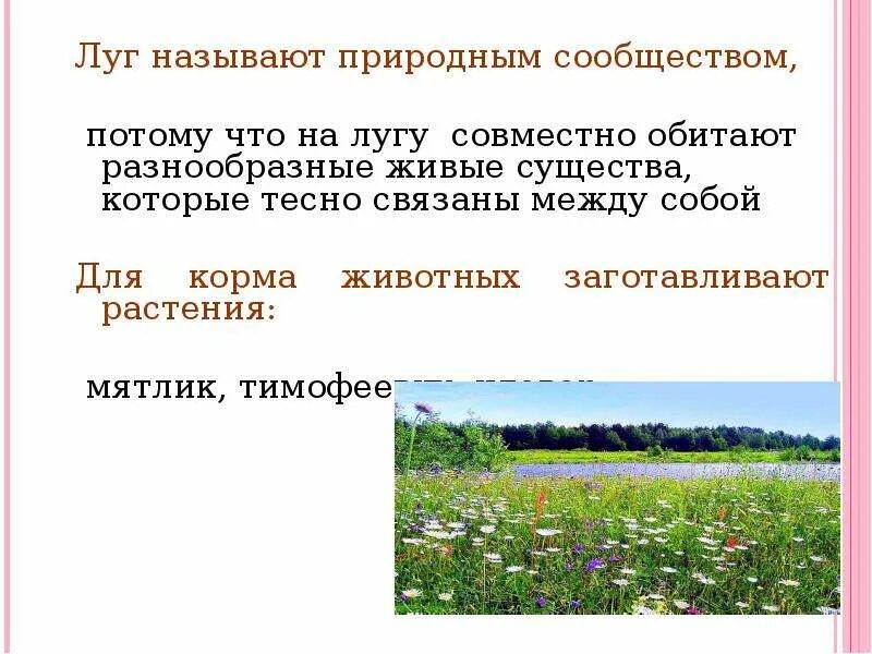 Природное сообщество луг. Дег природное сообщество. Природное сообщество Лу. Природное сообщество жизнь Луга.