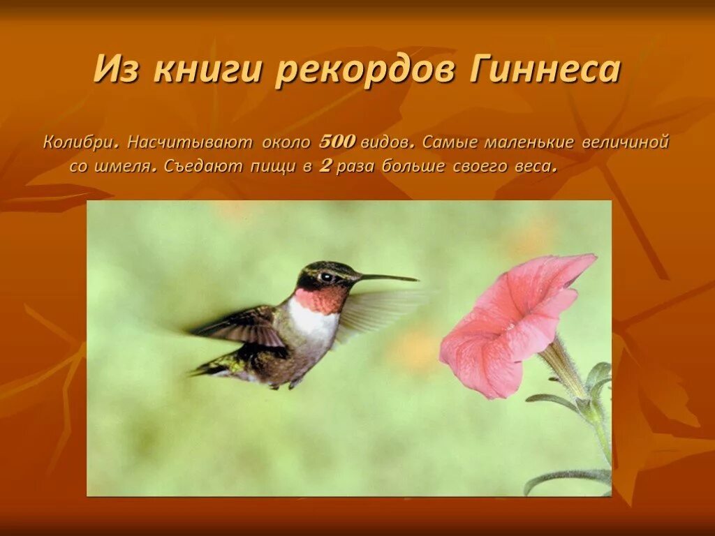 Насчитывают около видов. Бактерии царство бактерий. Тип иглокожие морские огурцы. Тип иглокожие голотурия. Насчитывают около видов.