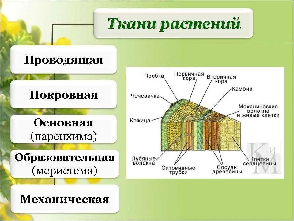 Какие ткани есть в корне растения. Схема проводящих тканей растений. Строение растительной ткани. Назовите основные растительные ткани и их функции 5 класс биология. Проводящая ткань растений 6 класс.