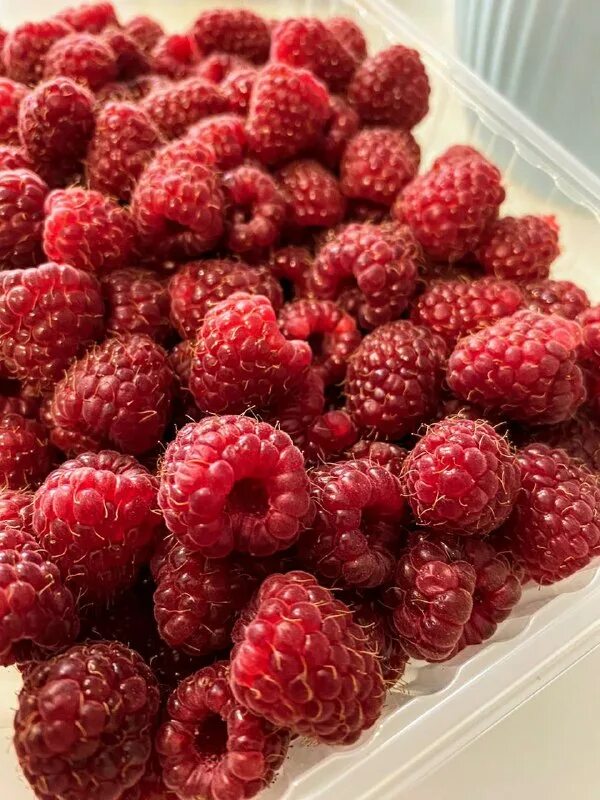 Сорт малины соколица. Ремонтантная малина бальзам. Малина гусар ремонтантная. Малина обыкновенная бальзам. Малина гусар ремонтантная.