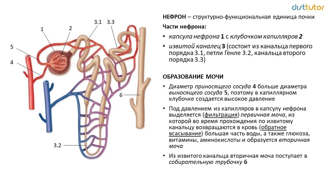 В мозговом слое почек находятся капсулы нефронов. Схема структурно функциональной единицы почки нефрона. Строение нефрона почки ЕГЭ. Строение нефрона ЕГЭ биология. Структура каналец нефрона это.