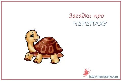 Черепаха загадка