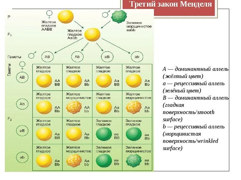 Доминантные и рецессивные признаки томата. Законы Менделя таблица. Законы Менделя схема. Рецессивный аллель. Цвет глаз доминантный и рецессивный.