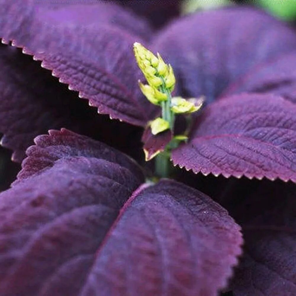 Темно фиолетовые листья растение. Колеус сорт базилик. Базилик Реган фиолетовый. Блэк Принс колеус. Колеус фиолетовый.