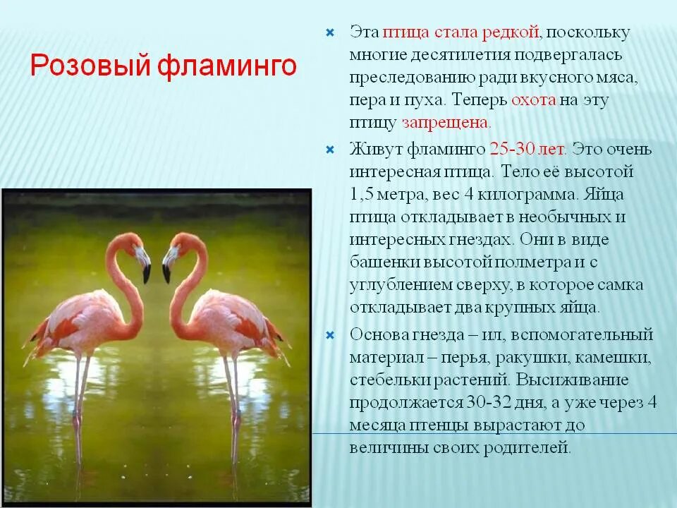 Розовый Фламинго доклад. Фламинго красная книга краткое. Фламинго птица краткое описание красная книга. Фламинго описание для детей 1 класса. Фламинго сообщение