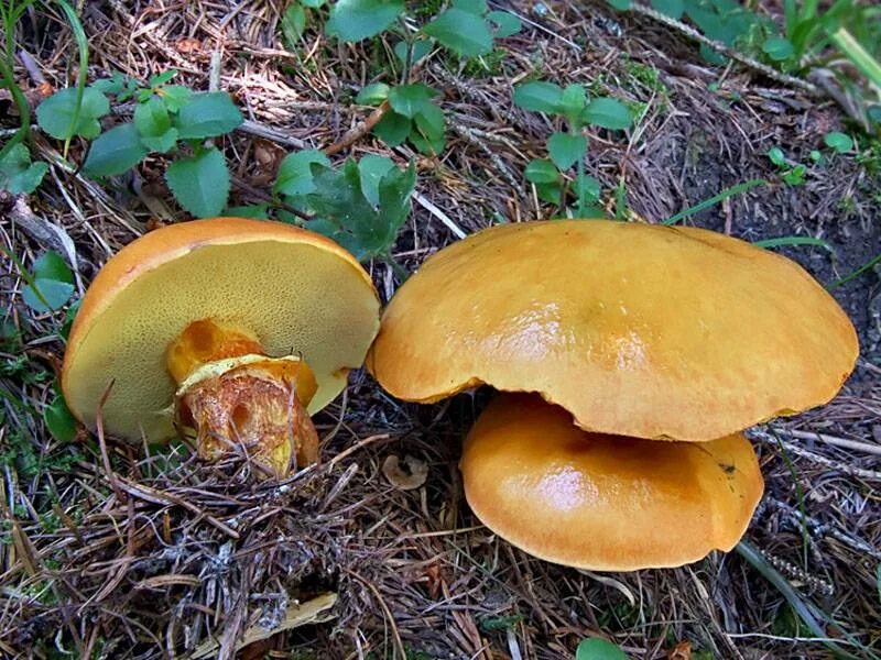 Грибы шляпка желто коричневая. Масленок лиственничный. Suillus grevillei. Жёлтый маслёнок гриб. Маслёнок пластинчатый гриб.