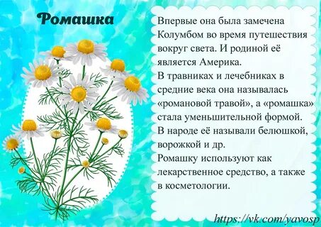 Полевых цветов текст матушка