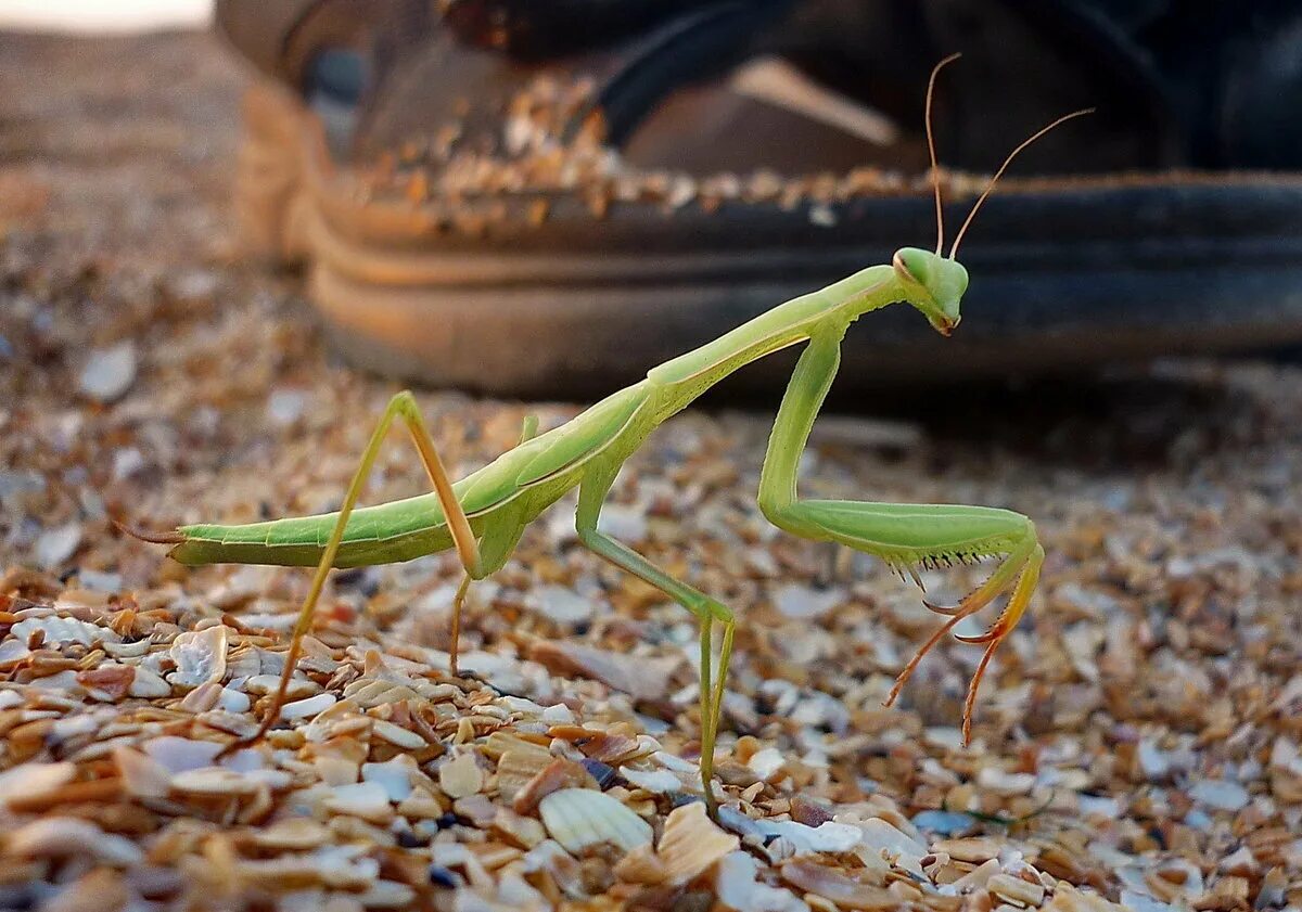 Черный богомол. Земляной богомол. Земляной богомол (Geomantis Larvoides). Карликовый богомол. Богомол альбинос.