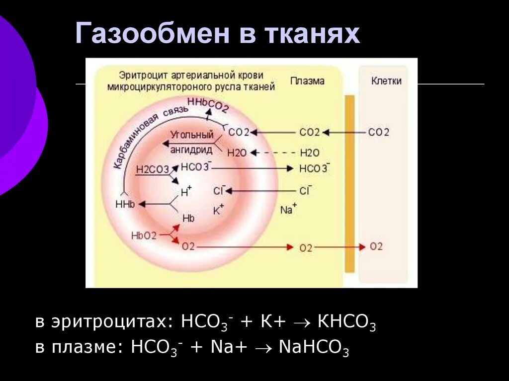 Обмен газов в тканях кратко. Газообмен в тканях. Обмен газов в тканях схема. Схема газообмена в легких. Обмен газов между легкими