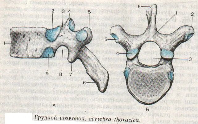 Грудные позвонки тип кости. Позвонок губчатая кость. Грудной позвонок. Позвонок вид кости. Позвонок смешанная кость.