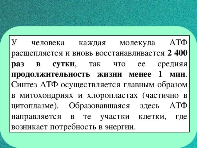 Количества атф атф синтезироваться. АТФ образуется. В результате каких процессов образуется АТФ. Синтез молекул АТФ.