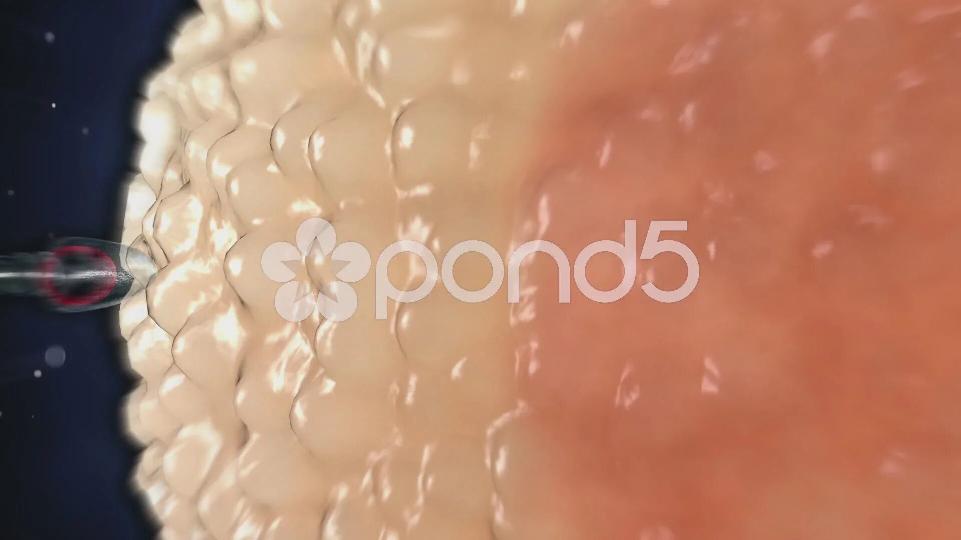 Стенки влагалища под микроскопом. Кончаюсь внутри. Губы крупным планом. Язык облизывающий губы. Человеческий сперматозоид.