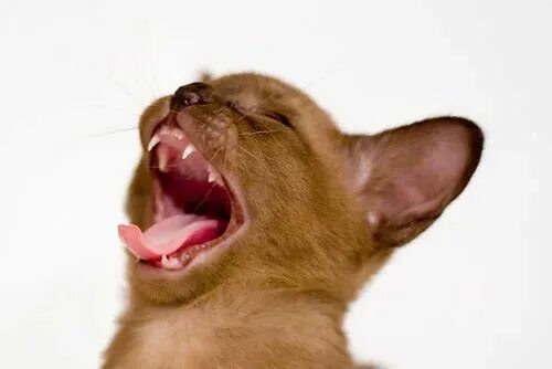 Смешная улыбка. Улыбка ребенка. Смех продлевает жизнь цитаты. Человек, который смеется. Смех прикол.