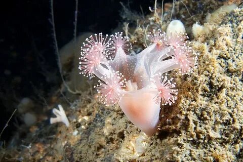Белые морские