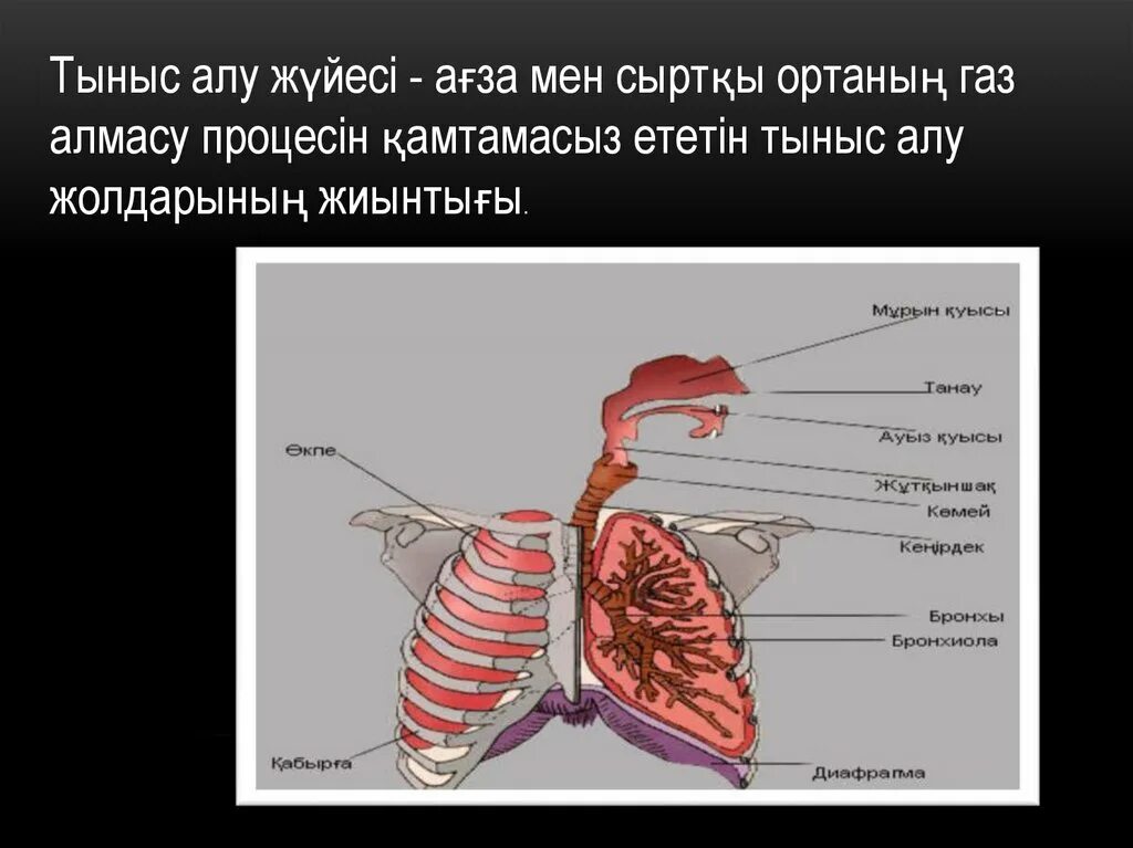 Және тыныс алу. Тыныс алу жолдары презентация. Niysi. Тыныс алу 7 сынып презентация.