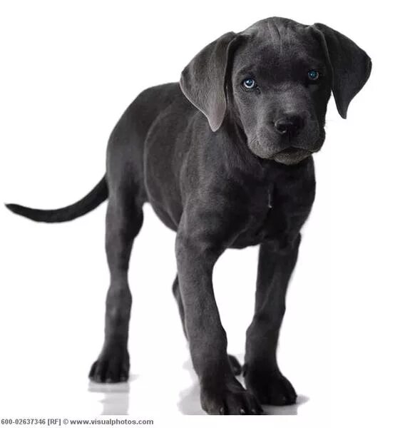 Немецкий дог щенок 3 месяца. Щенок дога 2х месяцев. Немецкий дог щенок 5 месяцев. Щенок немецкого дога 2 месяца. Дог 2 месяца.