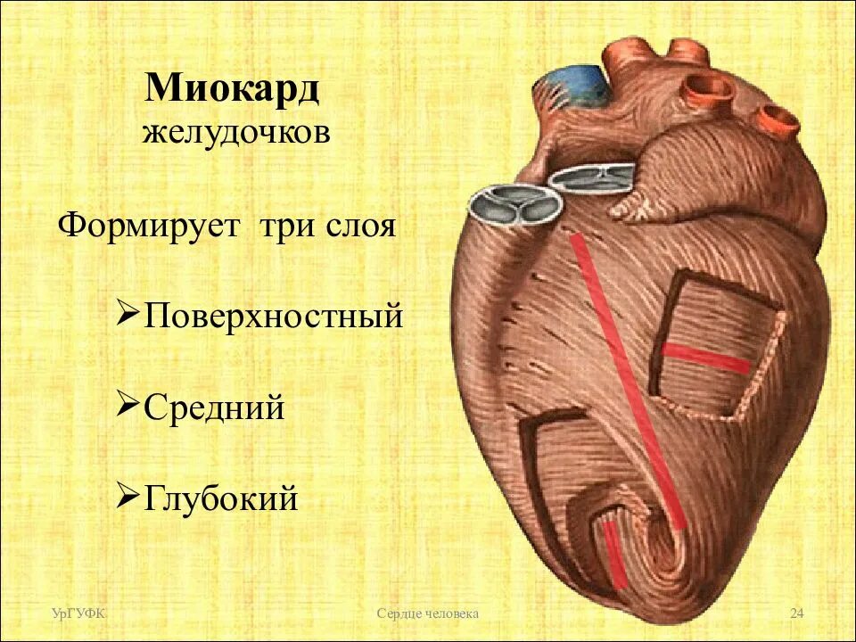 Слои предсердия. Строение миокарда предсердий и желудочков. Слои миокарда предсердий и желудочков. Слоев миокарда предсердий и желудочков сердца.. Слои миокарда предсердий и желудочков схема.