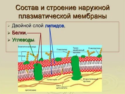 Наружная мембрана клетки строение
