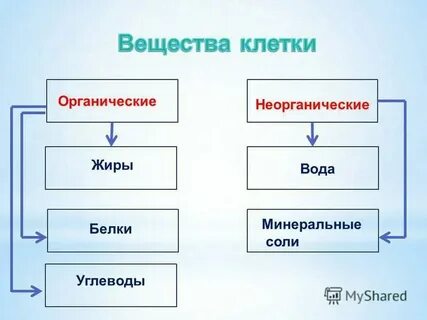 Химический состав клетки белок