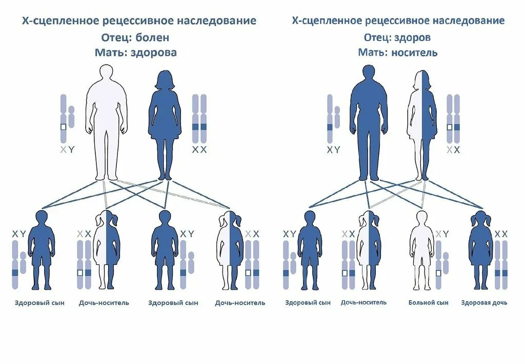 Признаки передаваемые по наследству. Х-сцепленное рецессивное наследование схема. Х-сцепленный рецессивный Тип наследования болезни. Схема передачи шизофрении по наследству от матери. X сцепленный рецессивный Тип.