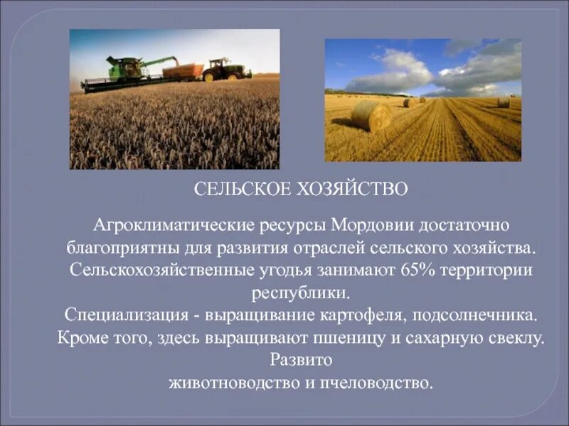 Агроклиматические природные ресурсы поволжья. Экономика сельского хозяйства. Сельскохозяйственные ресурсы. Проект экономика сельского хозяйства. Отрасли сельского хозяйства Мордовии.
