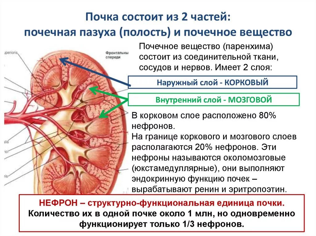 Паренхима почки что это. Почечная пазуха анатомия. Строение паренхимы почки анатомия. Почка состоит из 2 частей: § почечная пазуха § почечное вещество. Паренхима почки анатомия человека.