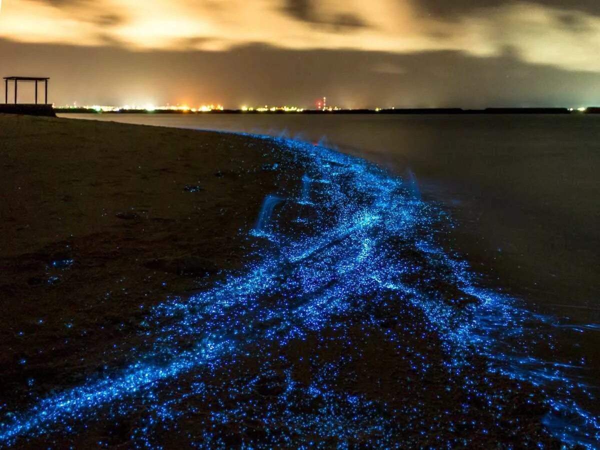 Биолюминесцентный планктон. Светящийся остров на мальдивах ваадху. Вода светится. Пляж ваадху мальдивы. Биолюминесцентный планктон.