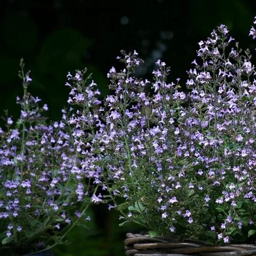 Pin by Northwind Perennial Farm on Perennials That We Grow and Love Cottage gard