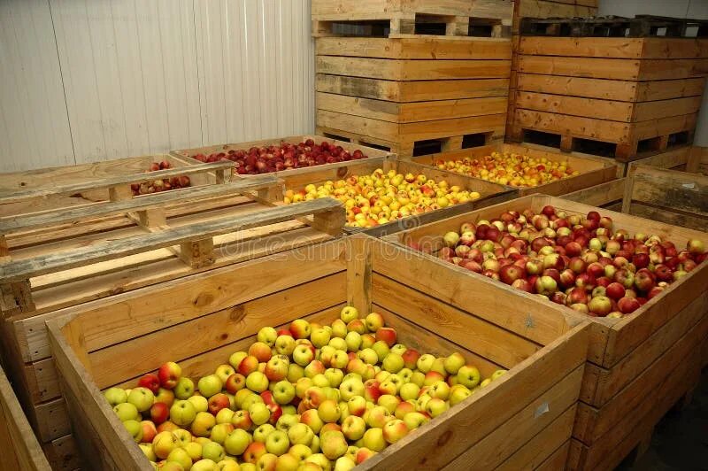 Хранилище для овощей и фруктов. Склад овощей. Хранение овощей и фруктов на складах. Хранилище яблок.