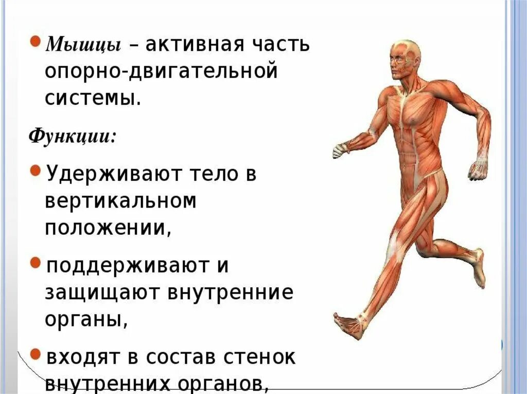 Описание мышц. Мышечная система строение мышц. Органы мышечной системы и функции системы. Функции мышечной системы биология 8 класс. Мышечная система человека мышцы их строение и функции.