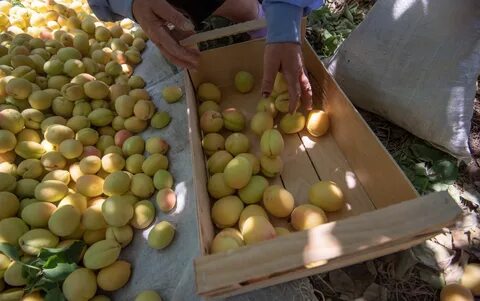 Абрикосы собирала