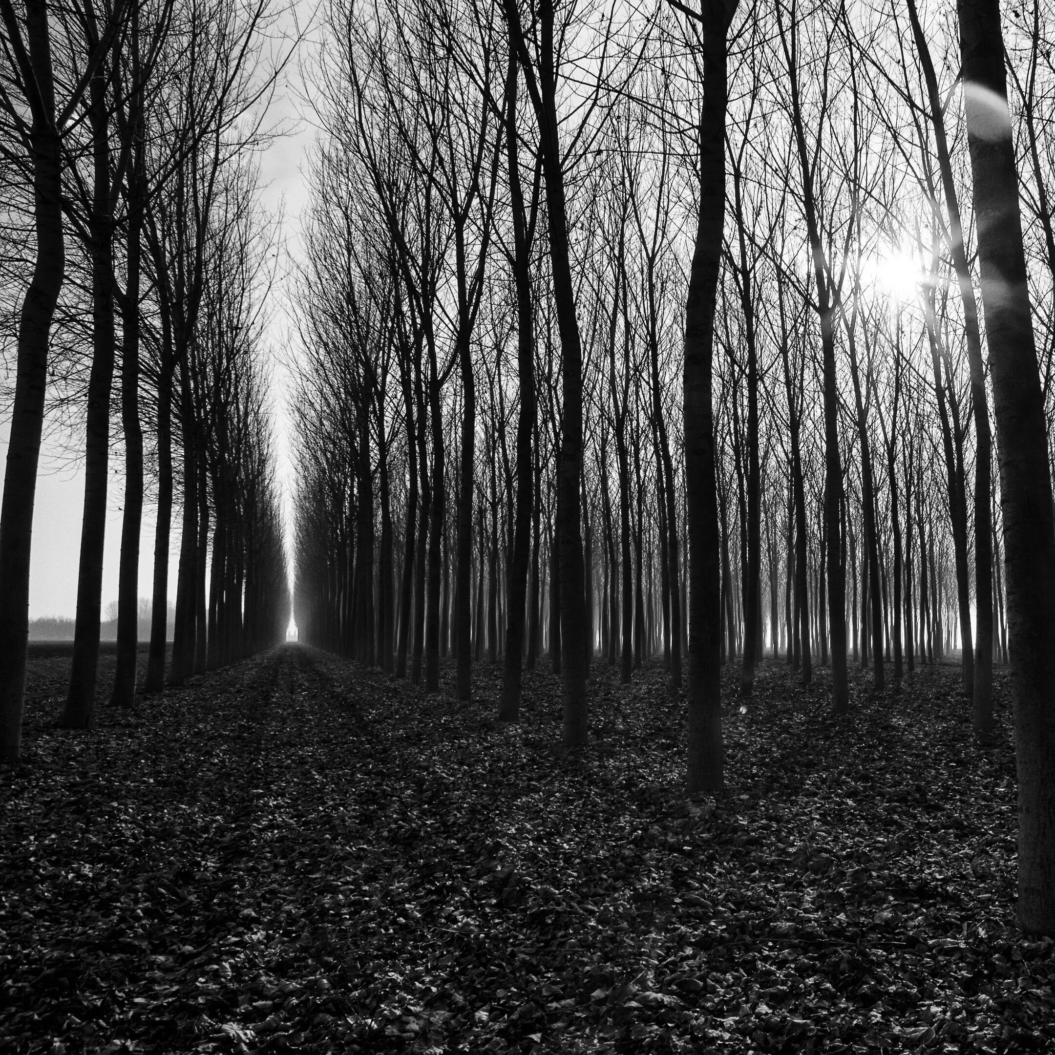 Finding dark