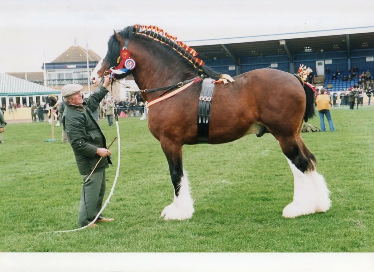 Heavy horses