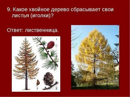 Лист хвойного дерева называют иголка