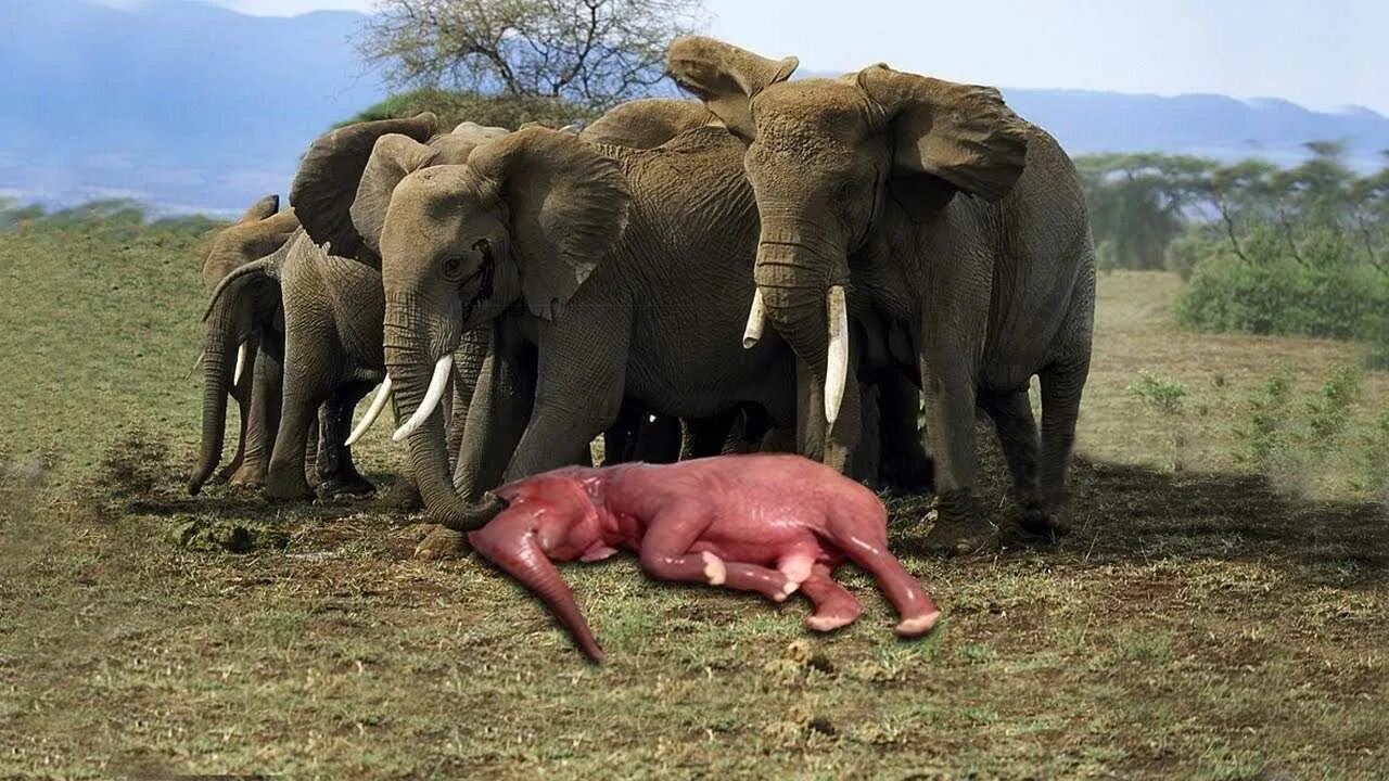 Сколько носит слониха. Слоненок новорожденный африканский. Брачный период у животных. Сколько носит слониха. Сколько носит слониха.