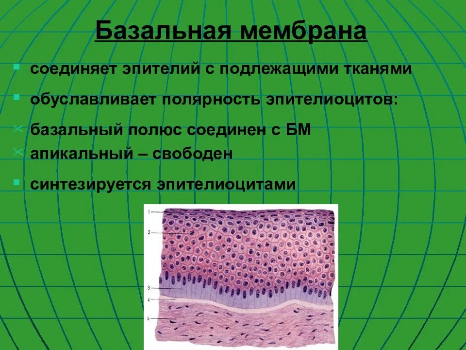 Базальная эпителиальная мембрана. Эпителий уровень организации. Базальная мембрана артериолы. Покровная функция эпителиальной ткани. Особенности тканевого уровня.