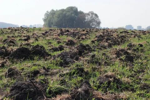 Почвы курского края